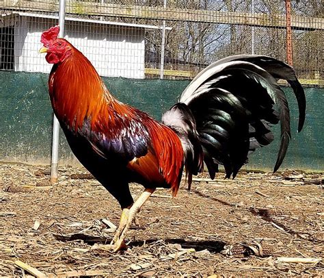 gamefowl supplies for sale.